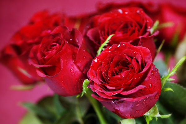 433835_lipestki_shipy_rozy_buket_cvety_2560x1600_www.gdefon.ru 433835_lipestki_shipy_rozy_buket_cvety_2560x1600_www.gdefon.ru